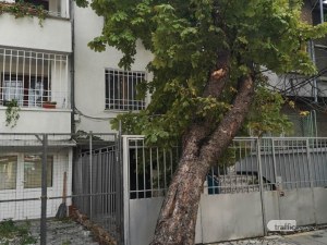 Дърво падна в Пловдив, едва не уби човек