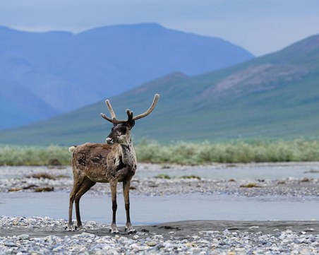 Аляска се разтапя! Измериха рекордно високи температури