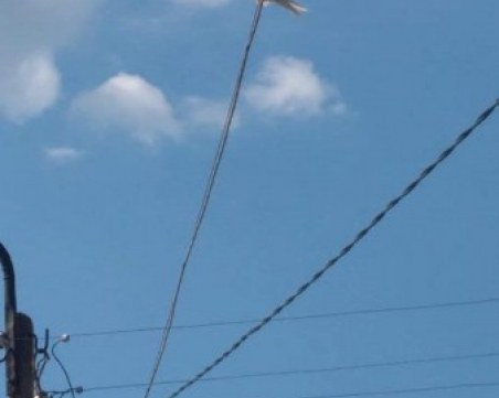 Бяла лястовичка се появи в Карловско