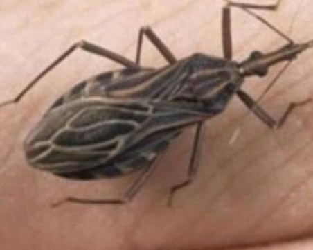 Буболечки нахапаха туристка в скъп варненски хотел