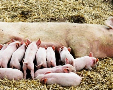 Край на свободните прасета, забраняват да отглеждаш свине майки в двора