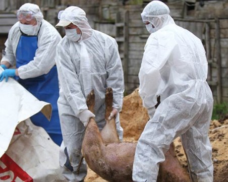 Ветеринари предупреждават: Чакайте екокатастрофа в Русенско заради чумата