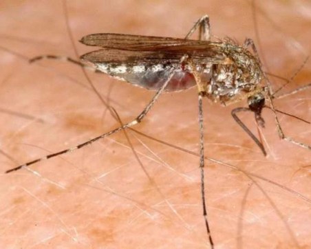 Как да се предпазим от Западнонилска треска?