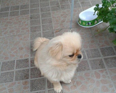 Лъки се изгуби в Карлово! Виждали ли сте го?