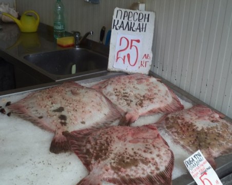 Морски котки са калканът за бедни във Варна