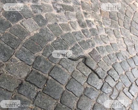 Змия се качи 