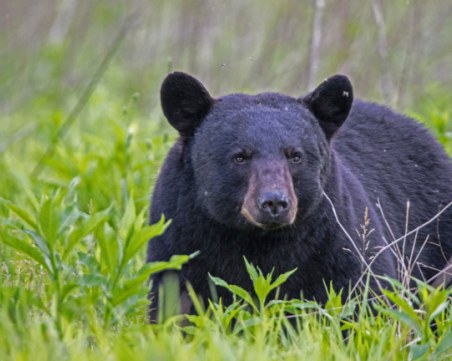 Патрулка се запали след сблъсък с мечка