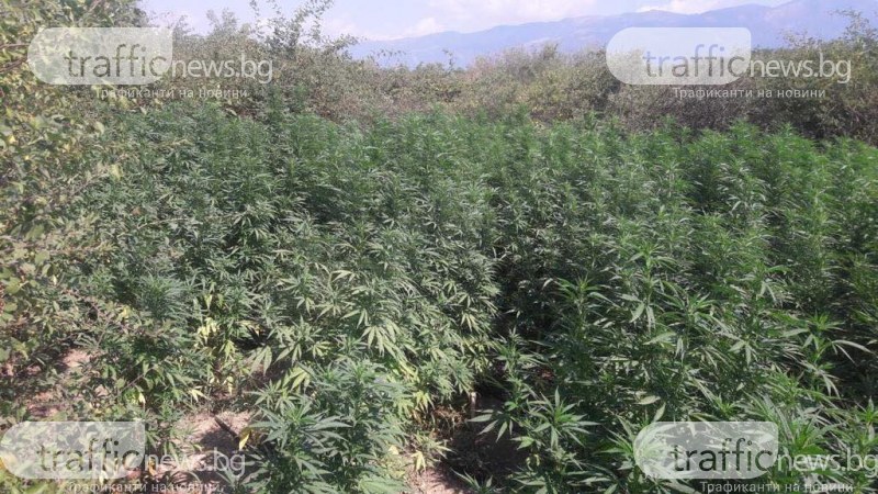 Полицията разкри база за производство на марихуана край Карлово, двама са в ареста