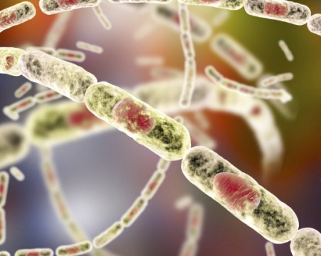 Антракс плъзна в Северна Македония, няма заразени хора, само овце