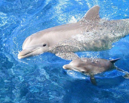 Бебе делфинче почина във Варна, настъпи смут сред другите водни бозайници в делфинариума