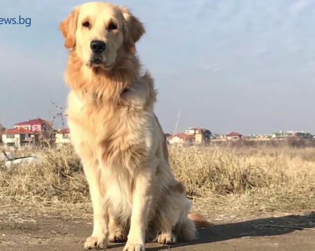 Откриха го! Бернард е при стопаните си!