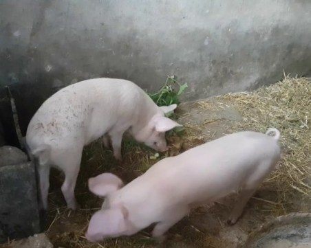 Последен ден за доброволно умъртвяване на домашните прасета в Южна България