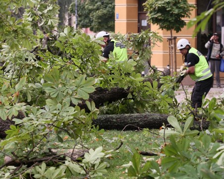 След бурята: Разчистват опасните дървета в Градския парк в Ямбол
