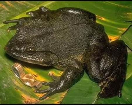 Жаби гиганти местят скали, изграждат водоеми за яйцата си