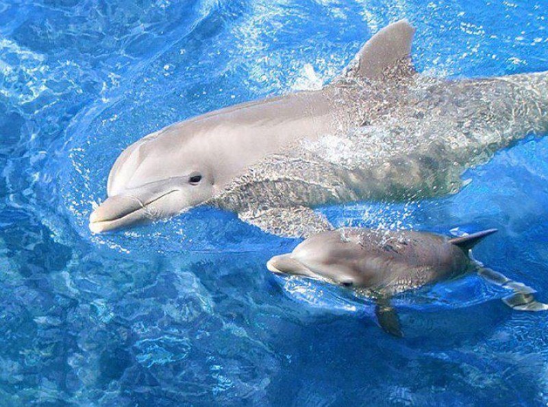 Бебе делфинче почина във Варна, настъпи смут сред другите водни бозайници в делфинариума