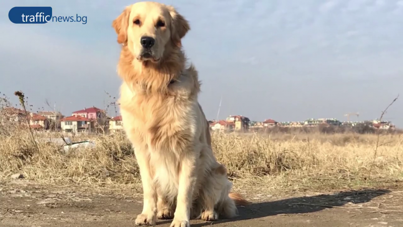 Откриха го! Бернард е при стопаните си!