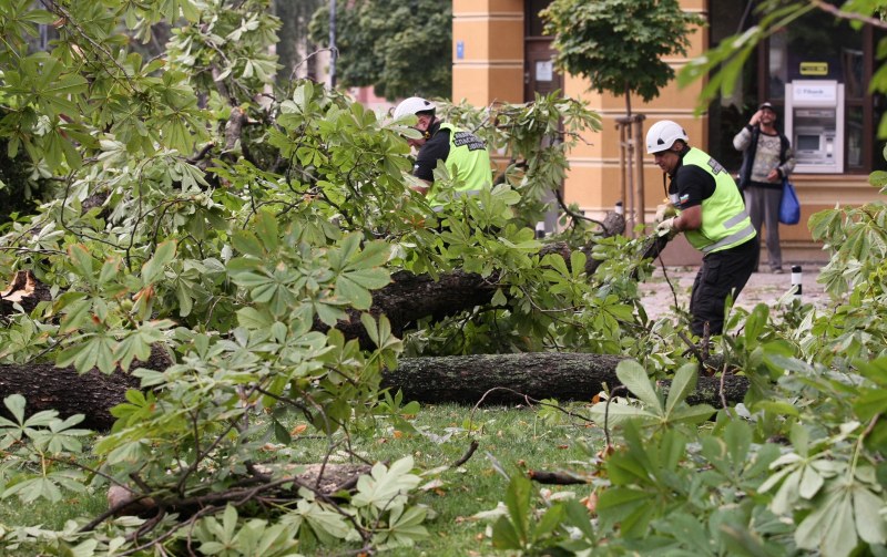 След бурята: Разчистват опасните дървета в Градския парк в Ямбол