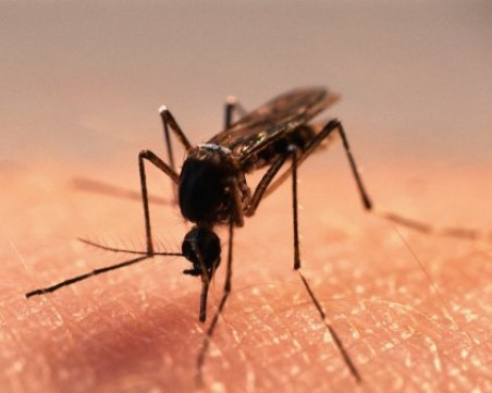 Ето коя е любимата кръвна група на комарите