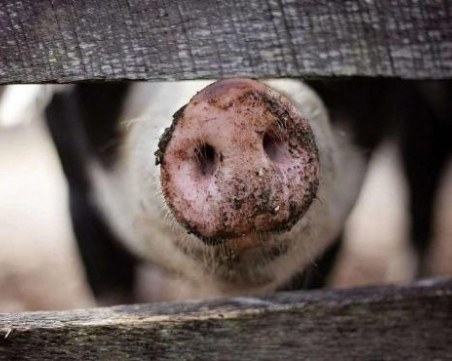 Глобяват кметовете, които не съдействат за умъртвяването на домашни прасета