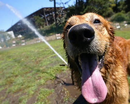 Организация за защита на животните алармира: Горещините са опасни и за домашните любимци