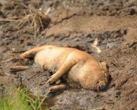Протестиращи пишат на Бойко за екобомба заради заровените прасета