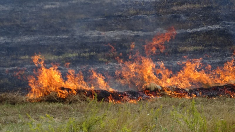 Пламъците в Хасковско обхванали дъбова гора, фронтът на пожара е 3 километра