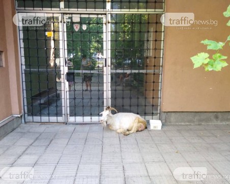 Козичка тръгна на разходка в пловдивския Кършияк, звънят на 112 да търсят собственика й