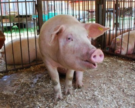 Почти всички домашни прасета в Пловдивско са изклани