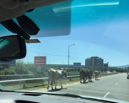 Стадо крави затрудни движението по оживен столичен булевард