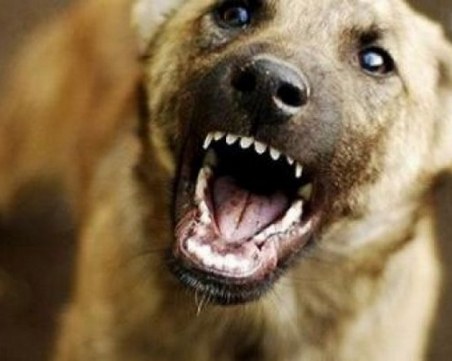 Улично куче нахапа 6-годишно момче, мъж му се притече на помощ