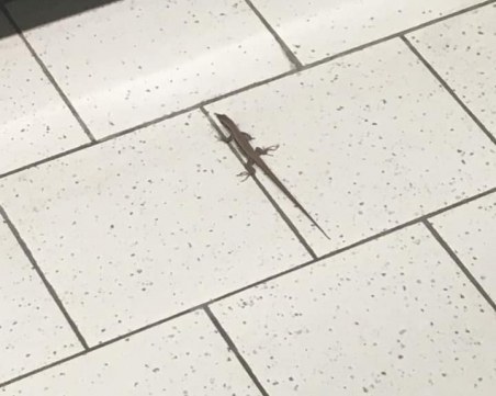 Гущер отиде на пазар в столичен хипермаркет