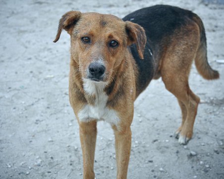 Мъж от Бяла влачи куче с мотор, завързал го с въже за врата