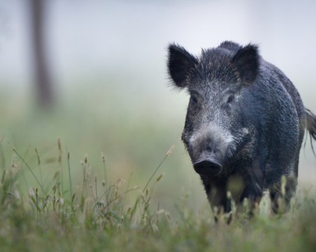 Нов случай на Африканска чума в Смолянско