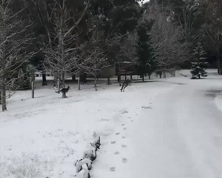 Сняг заваля в Австралия, кенгурута подскачат в преспите