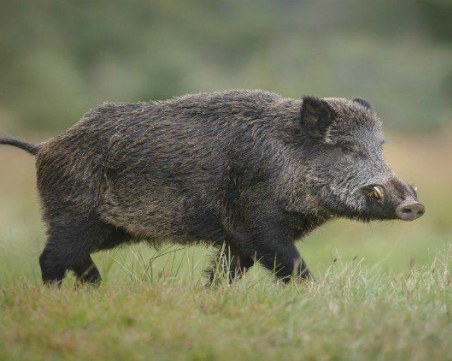 Умъртвяват всички диви свине в ловно стопанство край Девин