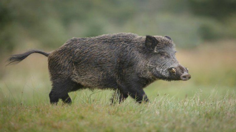 Умъртвяват всички диви свине в ловно стопанство край Девин