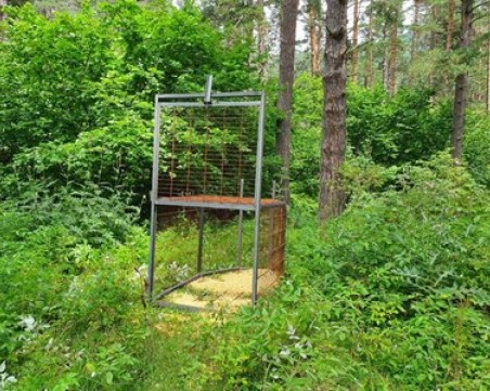 87 капана ловят дивите свине в Югозападна България