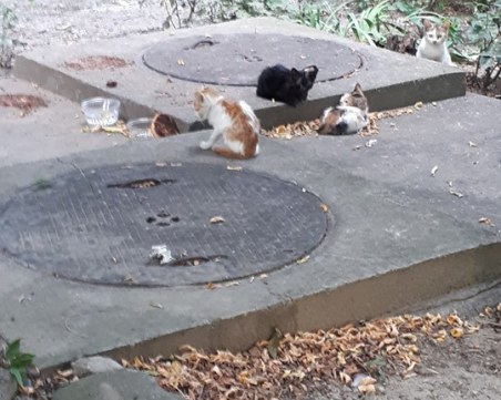 Бездомни котета остават без храна! Пловдивско НПО моли за помощ