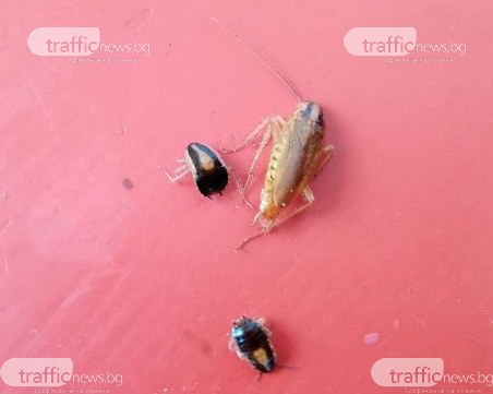 Напаст! Немски и ориенталски хлебарки нападнаха Пловдив