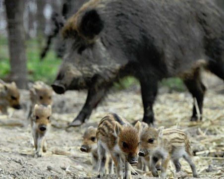Първи случай на африканска чума в Благоевградско