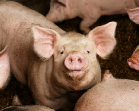 Русия спря свинското месо от България