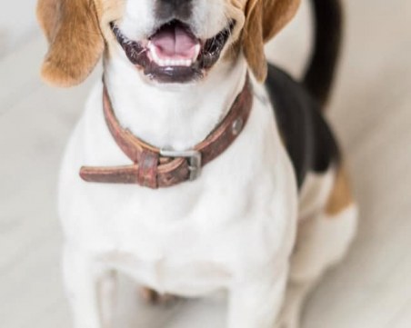 Защо все повече кучета търсят дом? Кучета има, хора за тях-не!