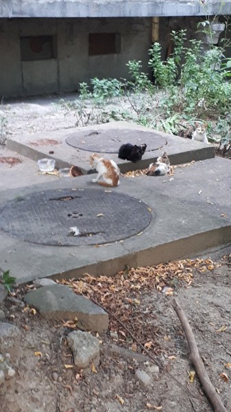 Бездомни котета остават без храна! Пловдивско НПО моли за помощ