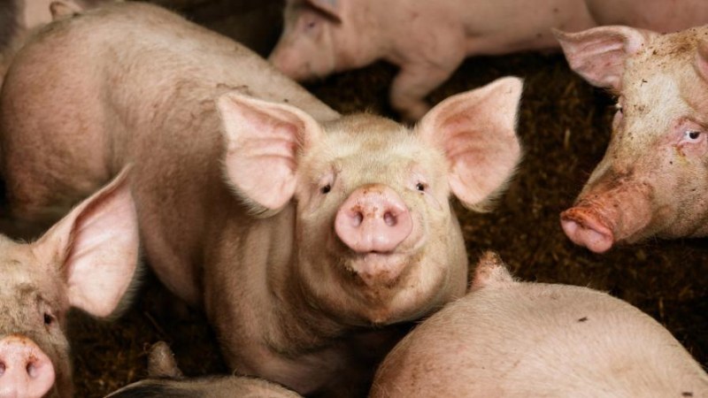 Русия спря свинското месо от България