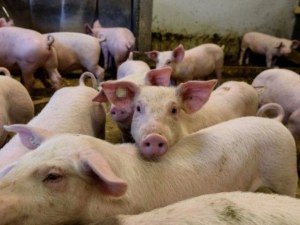 Умъртвяват всички домашни прасета в Кресна