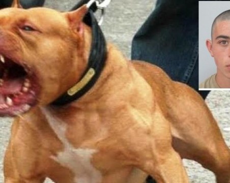 8 питбула нападнали преди година убиеца от Сотиря! При инцидента загинал собственикът на кучетата