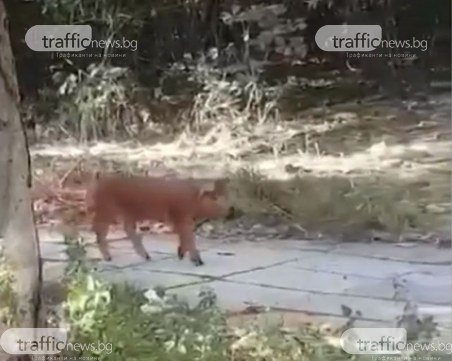 Прасе се разхожда свободно из кв. 