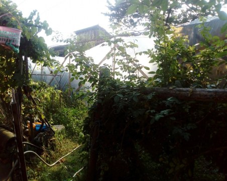 Разбиха наркооранжерия край Ракитово