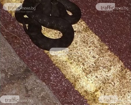 Змия изпълзя на Гребната в Пловдив, стресна велосипедистите