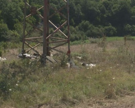 Намериха 17 умрели щъркели край електропроводи в Бургаско